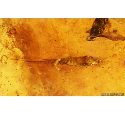 Bristletail Machilidae, Flower, Leaves, Larva, Ants and More. Fossil inclusions Baltic amber #14939