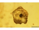 Bristletail Machilidae, Flower, Leaves, Larva, Ants and More. Fossil inclusions Baltic amber #14939