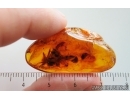 Rare Scorpionfly Mecoptera 19mm fragment and More. Fossil inclusions Baltic amber #14941