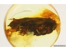 Woodlice Isopoda. Fossil insect in Baltic amber stone #14942