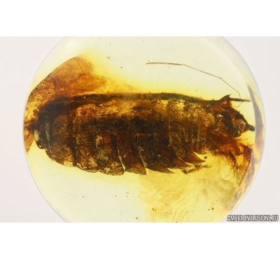 Woodlice Isopoda. Fossil insect in Baltic amber stone #14942