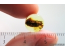 Woodlice Isopoda. Fossil insect in Baltic amber stone #14942