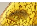 Spider Araneae and Termite Isoptera. Fossil inclusions in Baltic amber #14943