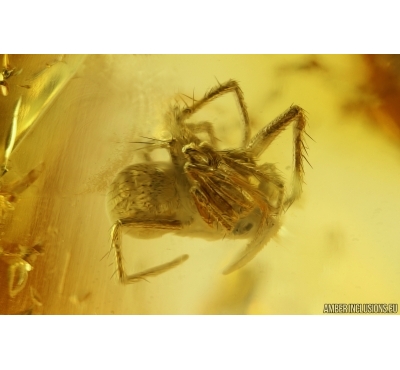 Spider Araneae and Termite Isoptera. Fossil inclusions in Baltic amber #14943