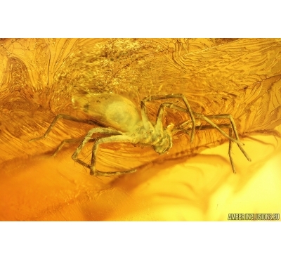 Spider Araneae. Fossil inclusion in Baltic amber #14944