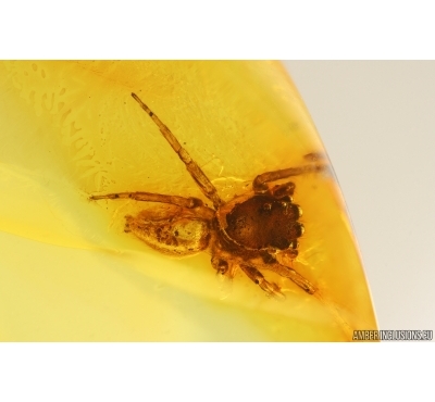 Jumping Spider Salticidae. Fossil inclusion in Baltic amber #14945