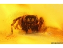 Jumping Spider Salticidae. Fossil inclusion in Baltic amber #14945