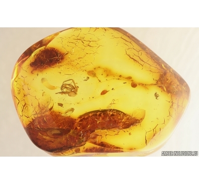 Spider Exuvia Araneae in Spider web. Fossil inclusions Baltic amber #14946