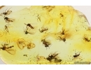 Swarm of Dark-Winged fungus gnats Sciaridae. Fossil inclusions Baltic amber #14947