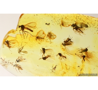 Swarm of Dark-Winged fungus gnats Sciaridae. Fossil inclusions Baltic amber #14947