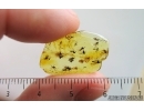 Swarm of Dark-Winged fungus gnats Sciaridae. Fossil inclusions Baltic amber #14947