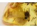 Very rare Scuttle Flies Phoridae with Pupae! Fossil inclusions in Baltic amber #14948