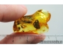 Very rare Scuttle Flies Phoridae with Pupae! Fossil inclusions in Baltic amber #14948