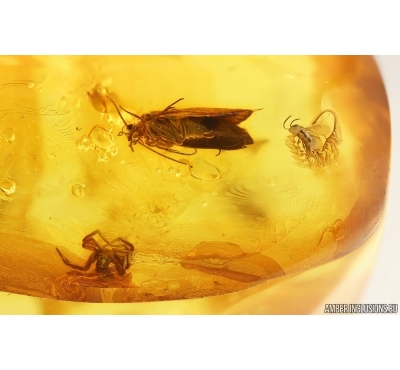 Caddisfly Trichoptera, Spider Araneae. and More. Fossil inclusions in Baltic amber #14949