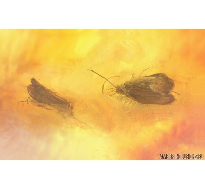 Two Big Caddisflies Trichoptera. Fossil inclusions Baltic amber #14950