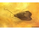 Two Big Caddisflies Trichoptera. Fossil inclusions Baltic amber #14950