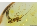 Rare Big 20mm Bristletail Machilidae. Fossil inclusion Ukrainian Rovno amber #14951