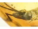 Rare Big 20mm Bristletail Machilidae. Fossil inclusion Ukrainian Rovno amber #14951
