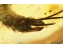 Rare Big 20mm Bristletail Machilidae. Fossil inclusion Ukrainian Rovno amber #14951