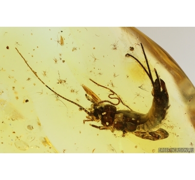 Rare Big 20mm Bristletail Machilidae. Fossil inclusion Ukrainian Rovno amber #14951