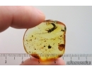 Rare Big 20mm Bristletail Machilidae. Fossil inclusion Ukrainian Rovno amber #14951