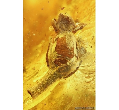 Very Nice Flower and more. Fossil inclusions in Big 43g Baltic amber stone #14952