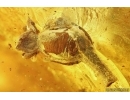 Very Nice Flower and more. Fossil inclusions in Big 43g Baltic amber stone #14952