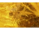 Very Nice Flower and more. Fossil inclusions in Big 43g Baltic amber stone #14952