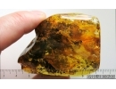Very Nice Flower and more. Fossil inclusions in Big 43g Baltic amber stone #14952