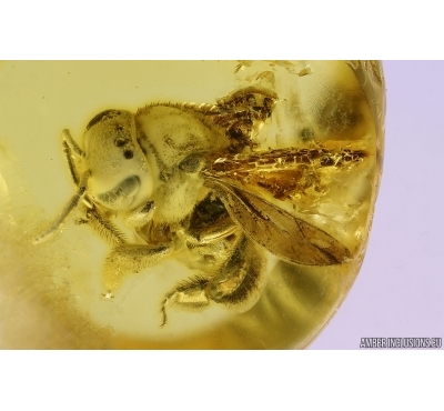 Nice Rare Honey Bee Apoidea. Fossil insect in Ukrainian Rovno amber stone #14953R