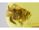 Nice Rare Honey Bee Apoidea. Fossil insect in Ukrainian Rovno amber stone #14953R