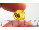 Nice Rare Honey Bee Apoidea. Fossil insect in Ukrainian Rovno amber stone #14953R