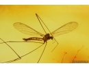 Crane fly Limoniidae. Fossil insect in Baltic amber #14954