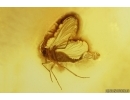 Dark-Winged fungus gnat Sciaridae with Eggs. Fossil inclusion Baltic amber #14958