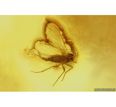 Dark-Winged fungus gnat Sciaridae with Eggs. Fossil inclusion Baltic amber #14958