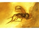 Dark-Winged fungus gnat Sciaridae and Aphids Aphidoidea. Fossil inclusions Baltic amber #14959