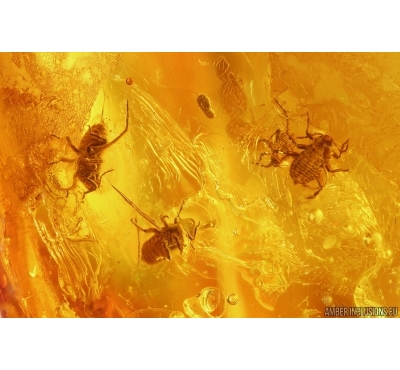 Dark-Winged fungus gnat Sciaridae and Aphids Aphidoidea. Fossil inclusions Baltic amber #14959