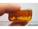 Dark-Winged fungus gnat Sciaridae and Aphids Aphidoidea. Fossil inclusions Baltic amber #14959