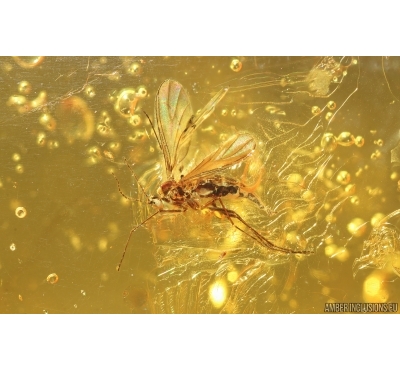Nice Dark-Winged fungus gnat Sciaridae with colored wings. Fossil inclusion Baltic amber #14960