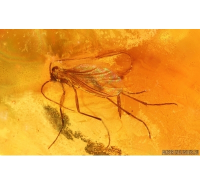 Nice Dark-Winged fungus gnat Sciaridae. Fossil inclusion Baltic amber #14961