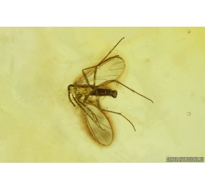 Dark-Winged fungus gnat Sciaridae. Fossil inclusion Ukrainian Rovno amber #14962