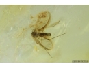 Dark-Winged fungus gnat Sciaridae. Fossil inclusion Ukrainian Rovno amber #14962