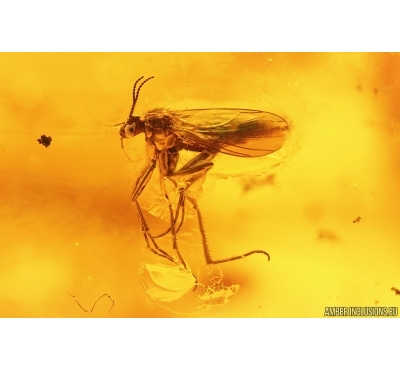 Dark-Winged fungus gnat Sciaridae. Fossil inclusion ins Big 23g Baltic amber stone #14963