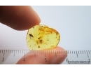 Dark-Winged fungus gnat Sciaridae with Eggs. Fossil inclusion Baltic amber #14964