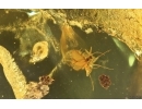Dark-Winged fungus gnat Sciaridae, Spider, Wasp and More. Fossil inclusions Baltic amber #14965
