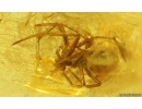 Dark-Winged fungus gnat Sciaridae, Spider, Wasp and More. Fossil inclusions Baltic amber #14965