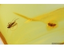 Dark-Winged fungus gnat Sciaridae and Leafhopper nymph. Fossil inclusions Baltic amber #14967