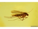 Dark-Winged fungus gnat Sciaridae and Leafhopper nymph. Fossil inclusions Baltic amber #14967