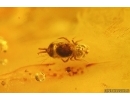 3 Dark-Winged fungus gnats Sciaridae and Springtail Collembola. Fossil inclusions Baltic amber #14969