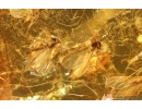 Many Dark-Winged fungus gnats Sciaridae and Gall Midge Cecidomyiidae. Fossil inclusions Baltic amber #14971